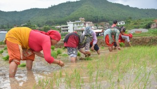 लागेकै छन् सिर्जनामा किसान