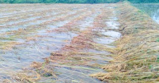 वर्षाले धानबालीमा ठूलो क्षति, खाद्य संकट निम्तने खतरा