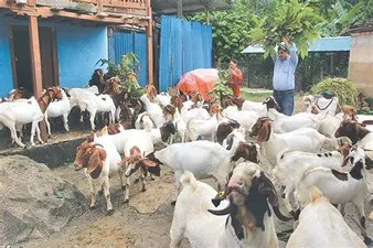 माछा तथा मासुमा आत्मनिर्भर बन्न सरकारले अनुदान दिने 