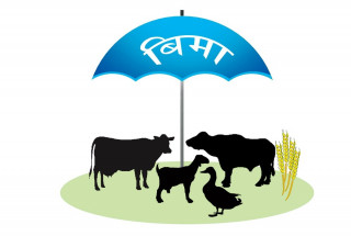 सरकारले दिएन कृषि बीमाको भुक्तानी,  बीमालेख बन्द गर्ने कम्पनीहरुको चेतावनी 