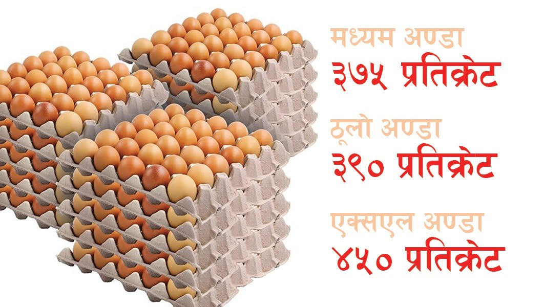 अण्डाको समर्थन मूल्य तोकियो, मध्यमको प्रतिक्रेट ३७५ रुपैँया