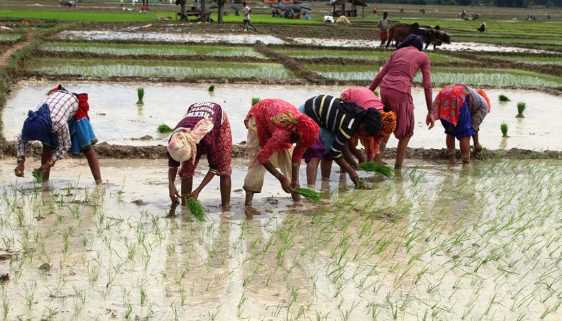 असारकाे १५ सम्ममा ३८.६ प्रतिशत मात्र राेपाइ