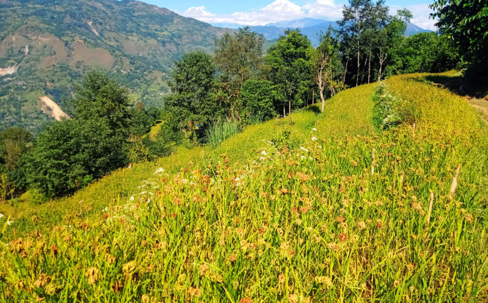 कुअन्नबाट श्रीअन्नमा उन्नयन भएको बाली कोदो