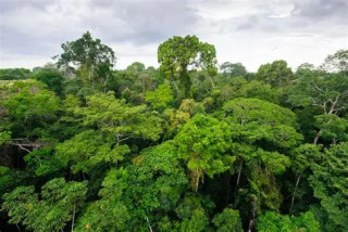 बोट बिरुवा बिना बिश्वमा जीवन असम्भव